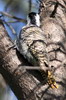 Bearded Woodpecker (Dendropicos namaquus) - Ethiopia