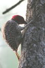 Nubian Woodpecker (Campethera nubica) - Ethiopia