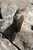 Rufous-necked Wryneck (Jynx ruficollis) - Ethiopia