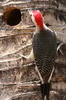 Golden-fronted Woodpecker (Melanerpes aurifrons) - Mexico