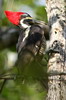 Lineated Woodpecker (Hylatomus lineatus) - Mexico