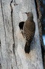 Northern Flicker (Colaptes auratus) - Canada