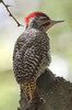 Nubian Woodpecker (Campethera nubica) - Kenya