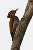 Common Flameback (Dinopium javanense) - Malaysia