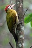 Laced Woodpecker (Picus vittatus) - Malaysia