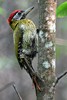 Laced Woodpecker (Picus vittatus) - Malaysia