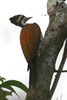 Common Flameback (Dinopium javanense) - Malaysia