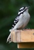 Downy Woodpecker (Dryobates pubescens) - Canada