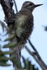 Yellow-bellied Sapsucker (Sphyrapicus varius) - Canada