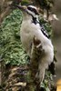 Hairy Woodpecker (Leuconotopicus villosus) - Canada