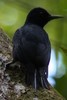 Guadeloupe Woodpecker (Melanerpes herminieri) - Guadeloupe