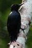 Guadeloupe Woodpecker (Melanerpes herminieri) - Guadeloupe