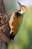 Black-rumped Flameback (Dinopium benghalense) - India