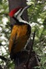 Black-rumped Flameback (Dinopium benghalense) - India