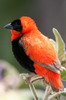 Northern Red Bishop (Euplectes franciscanus) - Ethiopia