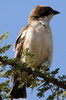 White-browed Sparrow-weaver (Plocepasser mahali) - Ethiopia