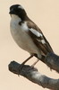 White-browed Sparrow-weaver (Plocepasser mahali) - Ethiopia