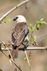 White-headed Buffalo-weaver (Dinemellia dinemelli) - Ethiopia