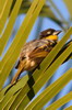 Baglafecht Weaver (Ploceus baglafecht) - Ethiopia