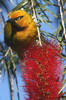 Spectacled Weaver (Ploceus ocularis) - Kenya