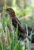 Baya Weaver (Ploceus philippinus) - Malaysia