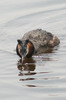 Great Crested Grebe (Podiceps cristatus) - France