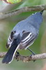 Blue-grey Gnatcatcher (Polioptila caerulea) - Mexico