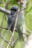 Masked Gnatcatcher (Polioptila dumicola) - Argentina