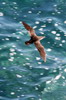 Galapagos Shearwater (Puffinus subalaris) - Galapagos Islands