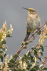 Cape Sugarbird (Promerops cafer) - South Africa