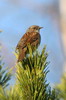 Dunnock (Prunella modularis) - France