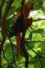 Scarlet Macaw (Ara macao) - Costa-Rica