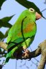 Orange-chinned Parakeet (Brotogeris jugularis) - Costa-Rica