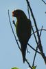 Orange-fronted Parakeet (Eupsittula canicularis) - Mexico