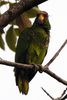 White-fronted Amazon (Amazona albifrons) - Mexico