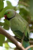 Rose-ringed Parakeet (Psittacula krameri) - India