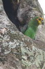 Yellow-fronted Parrot (Poicephalus flavifrons) - Ethiopia