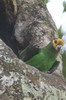 Yellow-fronted Parrot (Poicephalus flavifrons) - Ethiopia