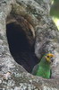 Yellow-fronted Parrot (Poicephalus flavifrons) - Ethiopia