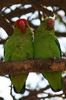 Black-winged Lovebird (Agapornis taranta) - Ethiopia