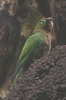 Aztec Parakeet (Eupsittula astec) - Mexico