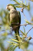 Monk Parakeet (Myiopsitta monachus) - Argentina