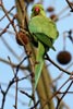 Rose-ringed Parakeet (Psittacula krameri) - France