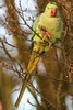 Rose-ringed Parakeet (Psittacula krameri) - France