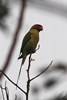 Long-tailed Parakeet (Psittacula longicauda) - Malaysia