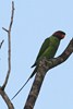 Long-tailed Parakeet (Psittacula longicauda) - Malaysia