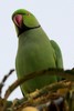 Rose-ringed Parakeet (Psittacula krameri) - India