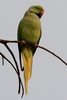 Rose-ringed Parakeet (Psittacula krameri) - India