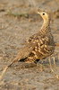 Chestnut-bellied Sandgrouse (Pterocles exustus) - Ethiopia