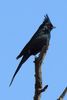 Phainopepla (Phainopepla nitens) - United States